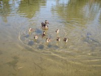 Natomas Camp Out 0090