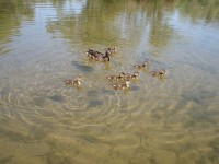 Natomas Camp Out 0091