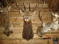 Summer Camp-Chawanakee 0027