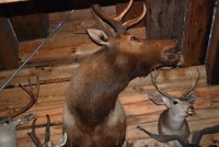 Summer Camp-Chawanakee 0401