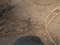 Summer Camp-Chawanakee 0486