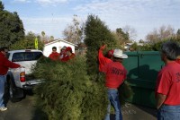 Christmas Tree Recycling 08-09 0006 (Medium)