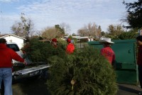 Christmas Tree Recycling 08-09 0007 (Medium)