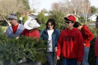 Christmas Tree Recycling 08-09 0011 (Medium)