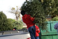 Christmas Tree Recycling 08-09 0013 (Medium)