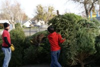 Christmas Tree Recycling 08-09 0015 (Medium)