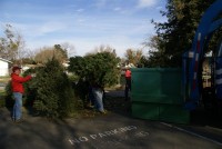 Christmas Tree Recycling 08-09 0021 (Medium)