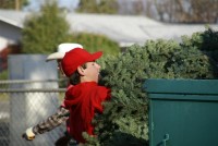 Christmas Tree Recycling 08-09 0029 (Medium)