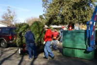Christmas Tree Recycling 08-09 0042 (Medium)