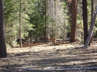 Yosemite Camp Out 0020 (Large)