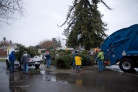 Christmas Tree Recycling 0002
