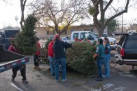 Christmas Tree Recycling-December 0018