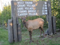 Camp Cody - Yellowstone 0328