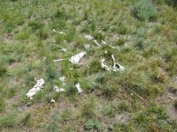 Camp Cody - Yellowstone 0348