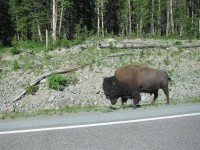 Camp Cody - Yellowstone 0382