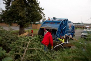 Christmas Tree Recycling 0069