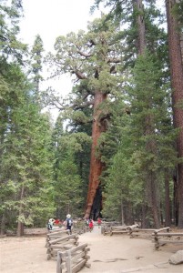 Yosemite Camp Out 0050