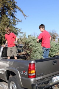 Christmas Tree Recycling 0031