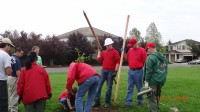TEAM Tree planting stakes Oct2015b