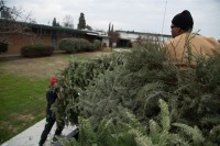 Christmas Tree Recycling 0027 (2)