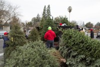 Christmas Tree Recycling 0034 (2)