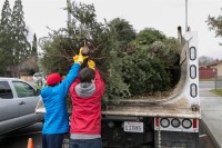 Christmas Tree Recycling December 0016