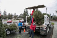 Christmas Tree Recycling December 0019