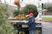 Christmas Tree Recycling December 0022