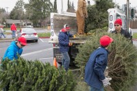 Christmas Tree Recycling December 0023